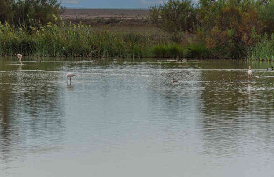 Huelva - parque nacional de Doñana 15 - Flamencos.jpg